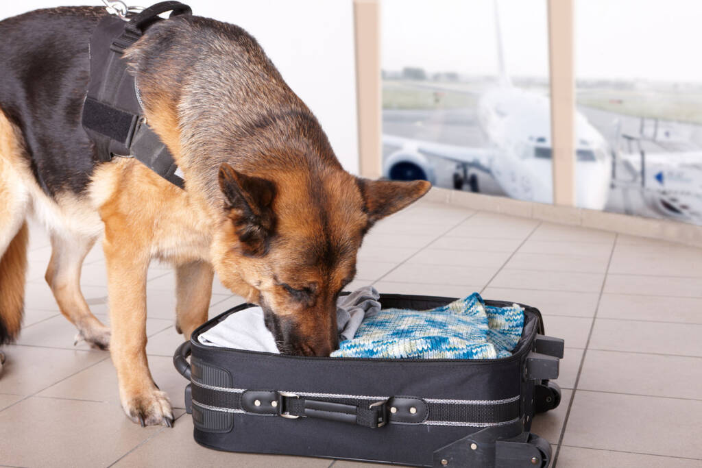 Public safety dependent on understanding COVID-19 in pets