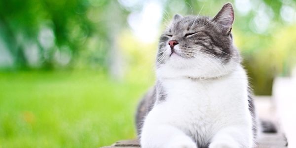 Feline behavior, health central in new research project