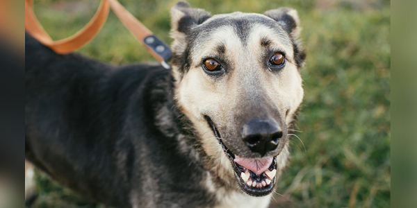 Canine heart disease test on the pulse
