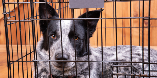 New legislation ensures immunization of imported dogs