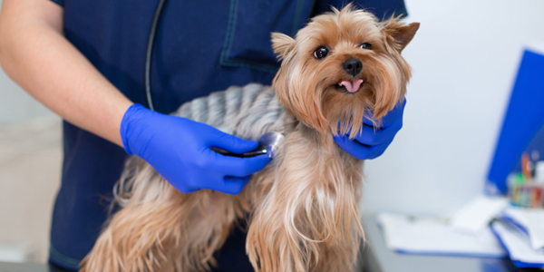 Is a heartworm vaccine on the horizon?
