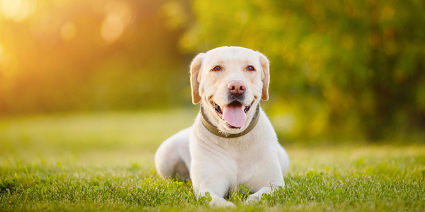 Studies supporting canine cancer prevention, treatment get funding
