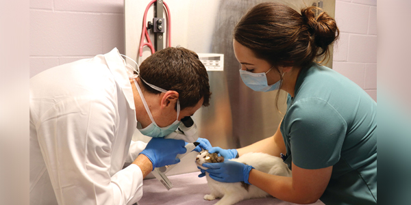 Clinical trial tackles highly contagious feline ocular virus
