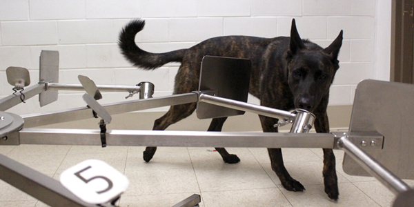 Can dogs identify COVID-19 by scent?