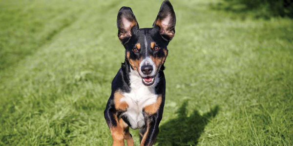 Fecal microbiome testing: Is the research reliable to ensure a healthy pet?