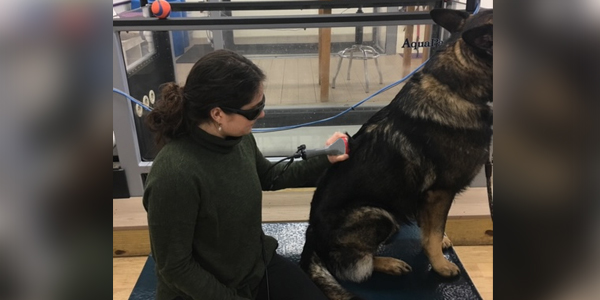 Laser therapy combo aids in canine DM treatment