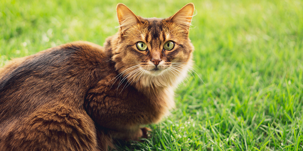 Feline heartworm disease: A diagnostic dilemma