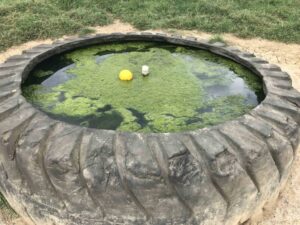 Sitting water creates blue-green algae which is dangerous for dogs Sitting water creates blue-green algae which is dangerous for dogs