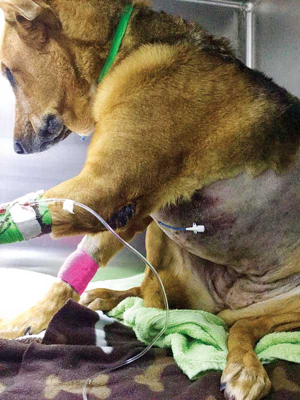 Figure 1: Example of a wound soaker catheter incorporated into the soft tissue closure of the median sternotomy site in a dog recovering from lung lobectomy for a ruptured bulla. Bupivacaine five per cent was infused every six to eight hours for the first 36 to 48 hours of recovery. Photos courtesy Melissa Bucknoff