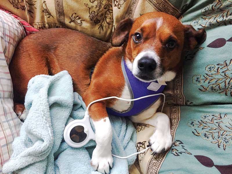 Figure 2: Depicted here is a magnetic loop, an NPAID for veterinary use in treatment of acute and chronic inflammation. Targeted pulsed electromagnetic field therapy (tPEMF) is provided in 15-minute timed cycles and is used concurrently with other pain management therapies.