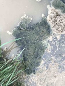 Photos courtesy Steve Ensley microcystin bloom in a pond. Animals ingesting these toxins typically become ill