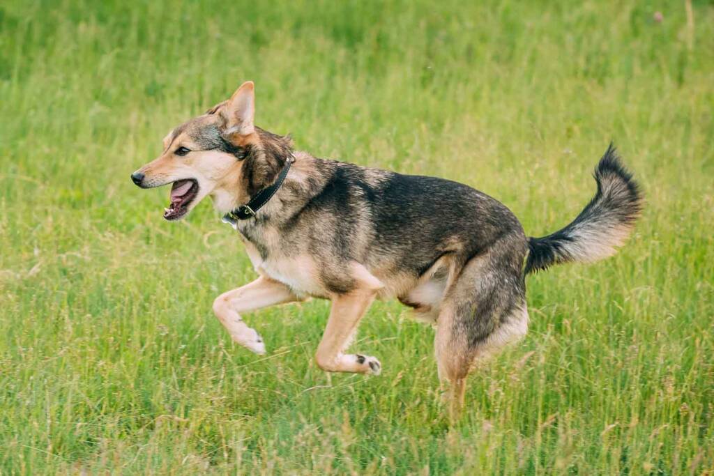 Is immunotherapy the key to wiping out canine cancer?