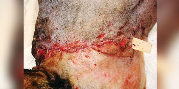 13 open-wound management mistakes to avoid