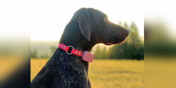Making the subtle noticeable: Transforming veterinary care with technology