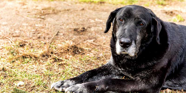 Helping a dog age gracefully starts in youth
