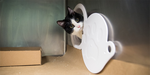 “Portals” lessen stress-related illness in shelter cats