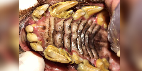 Is combining dentistry with other surgical procedures a good idea?