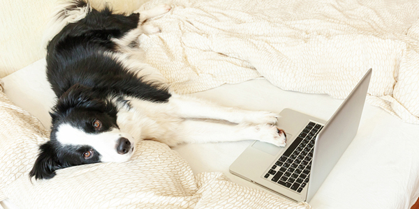 Seven pet care tips for owners returning to work
