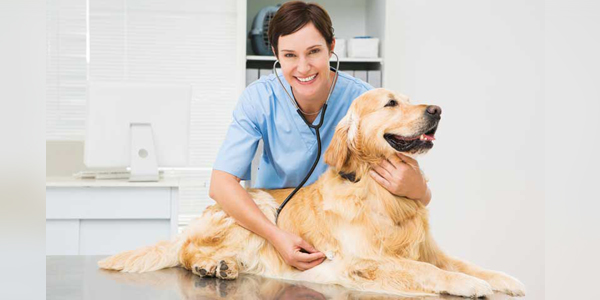 A veterinary meditation: Sources of hope in the midst of an outbreak