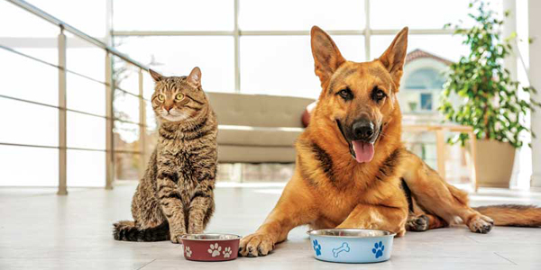 A closer look at popular pet food myths… and why they are just that