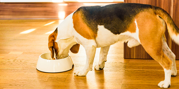 Dcm dog food study clearance