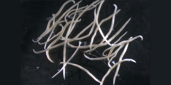 Hookworm rampant across U.S.