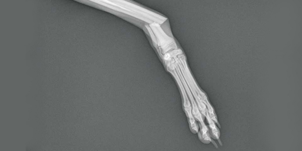 Test your veterinary knowledge with our monthly Brain Teaser!