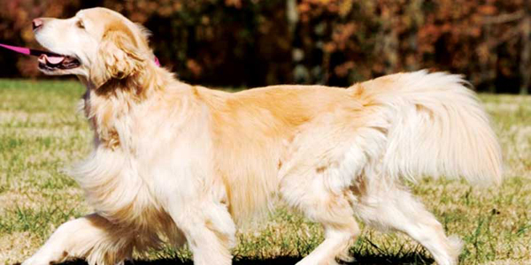 Managing canine osteoarthritis in all stages and ages