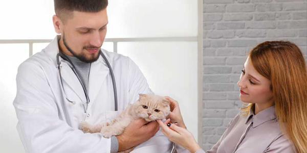 AI in veterinary medicine: From finding disease to predicting it