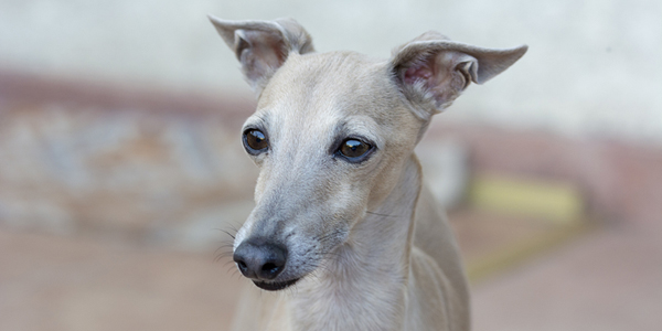 Vaccine appears to control canine osteosarcoma