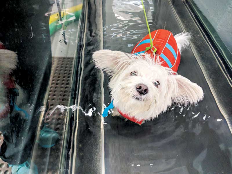 After the initial start-up, slow acquisition of more costly equipment, such as an underwater treadmill, will increase revenue as well as patient outcomes. Photo courtesy Two Hands Four Paws
