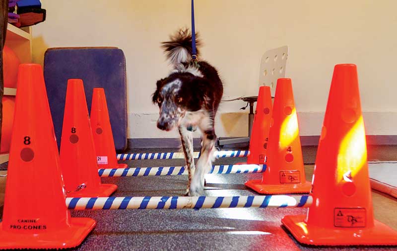 As part of his rehabilitation therapy, this dog is gait training using cavaletti poles. Photo courtesy Jessica Waldman