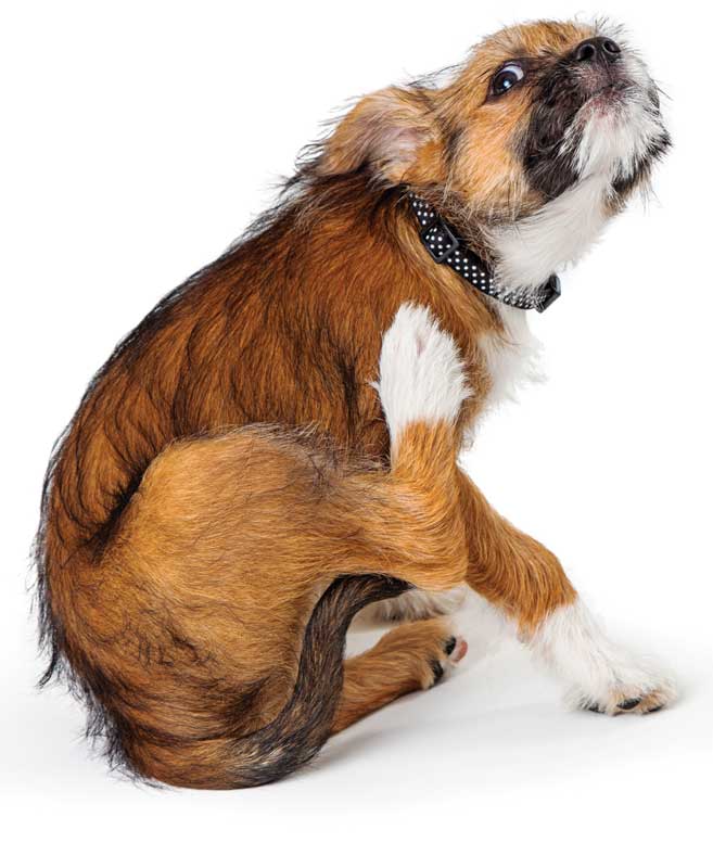 Getting to the root of pyoderma – Veterinary Practice News Getting to the root of pyoderma – Veterinary Practice News