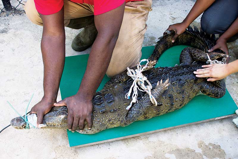 Redford has encountered and treated a range of species in his travels, from fruit bats to American crocodiles.