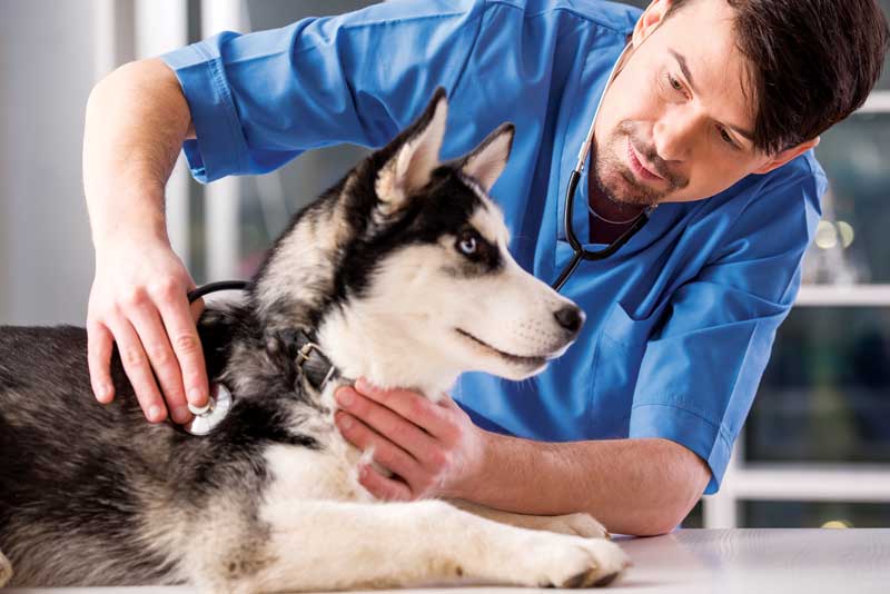 Pet owners are more likely to comply with the recommendation of preventive diagnostics whey they understand the importance of establishing a baseline to compare results from year to year.