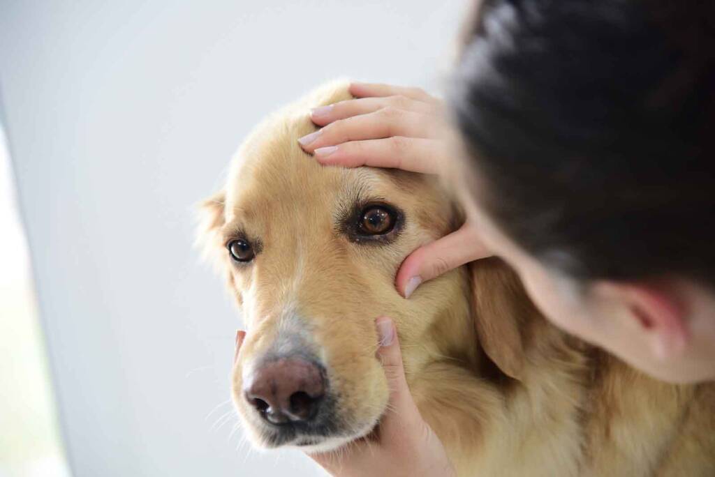 Bright ideas in veterinary ophthalmology