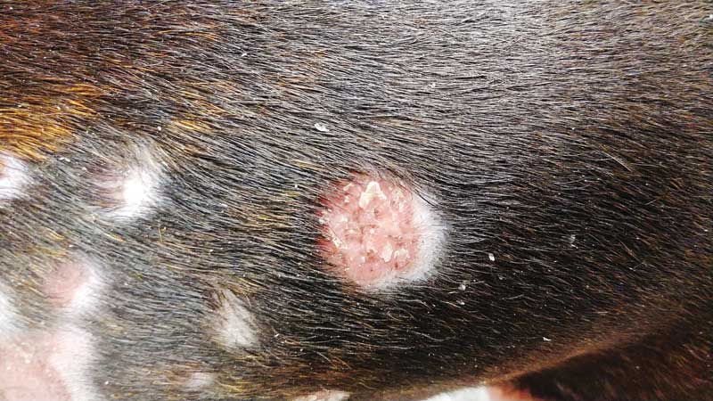 Getting To The Root Of Pyoderma Veterinary Practice News Canada