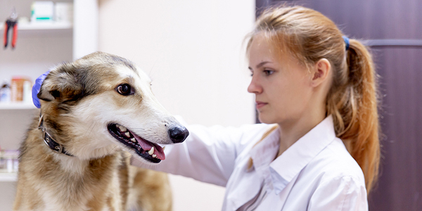 Veterinary gender bias spread by those who are blind to it