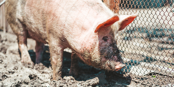 Feed additives could mitigate the spread of deadly ASF