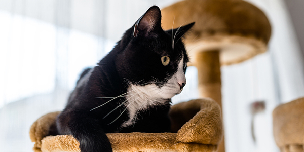 Earlier-than-usual neutering can ease sexual aggression in male cats