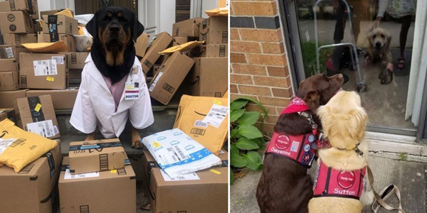 Frontline workers get helping paw from “Dogtor” Loki