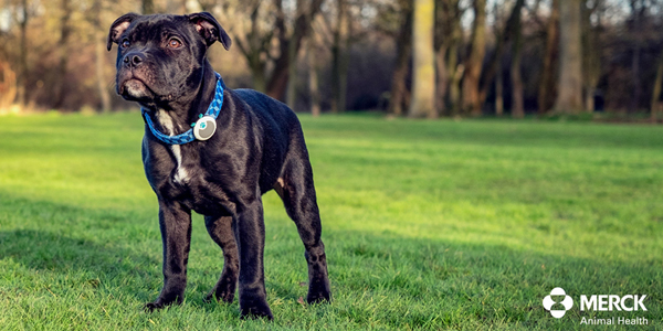 Puppy parasiticide chews get green light