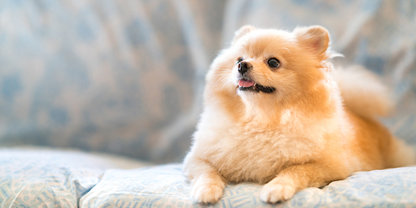 Campaign aims to screen 2,000 pets for diabetes