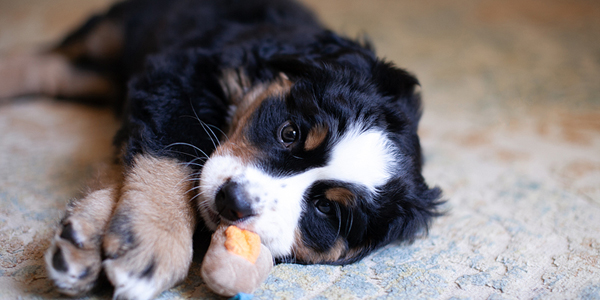 Parvo cases jump a whopping 70 percent during COVID