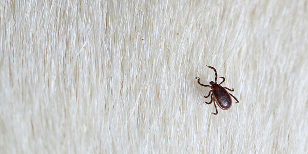 $300K grant to protect Ariz. Tribe lands from deadly parasite