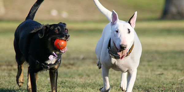 Dog parks may be petri dish for parasites