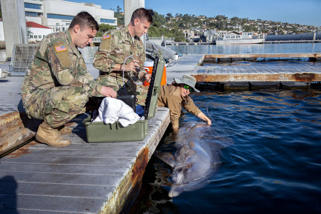 In the Navy: How veterinarians are keeping military-trained mammals healthy