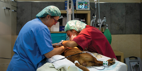 How digital monitoring can quickly alert to thermal changes during surgery