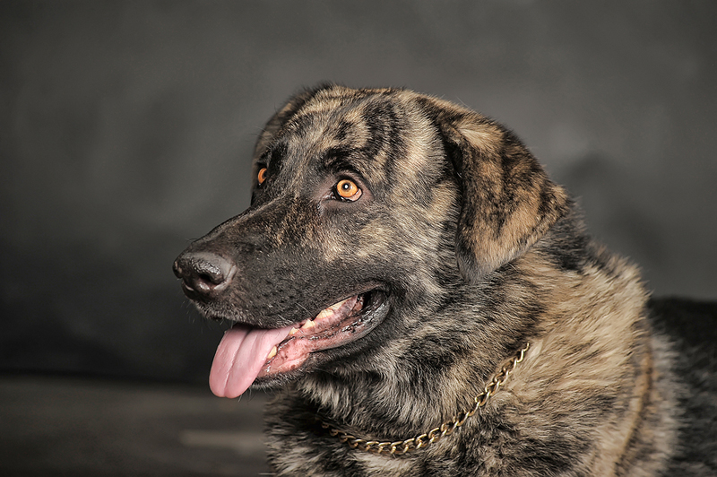 mixed breed large dogs