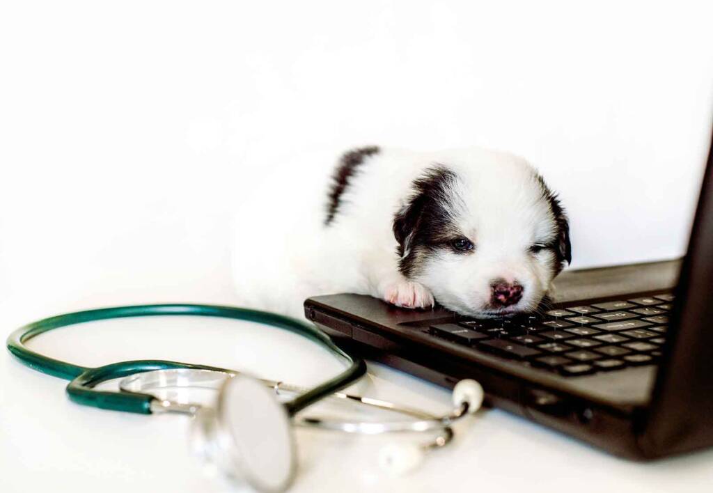 Could the webcam be an eye to the future of veterinary medicine?